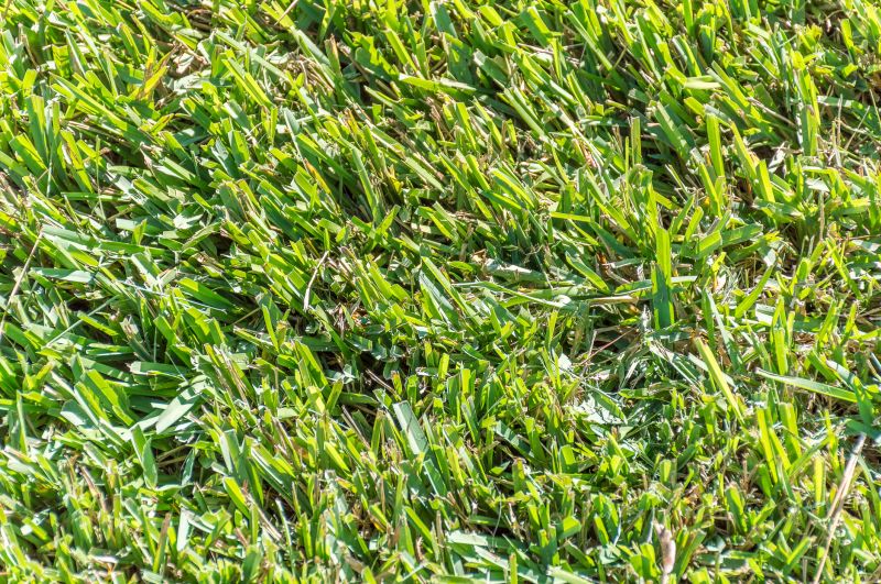 Centipede Grass Installation