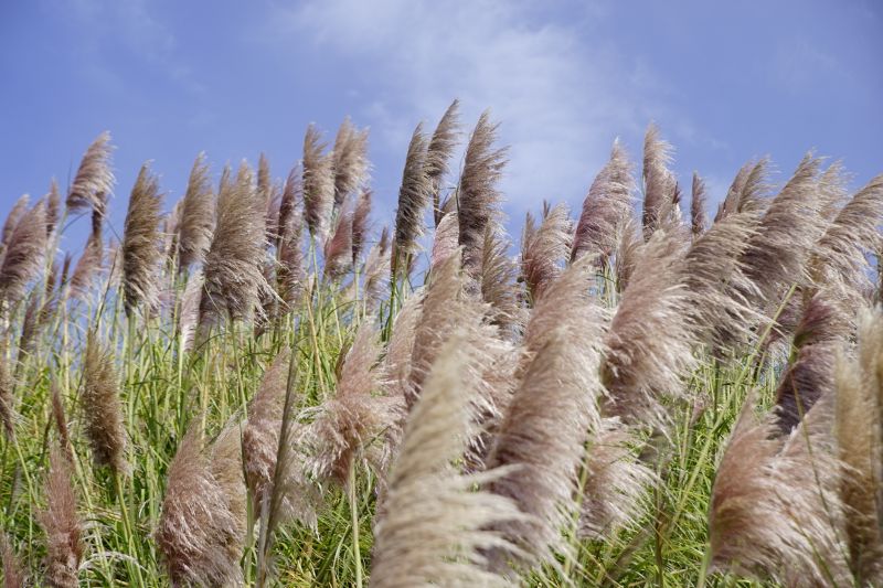 Centipede Grass Installation