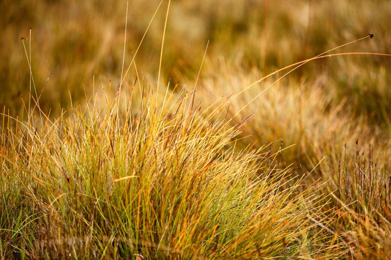 Centipede Grass Installation