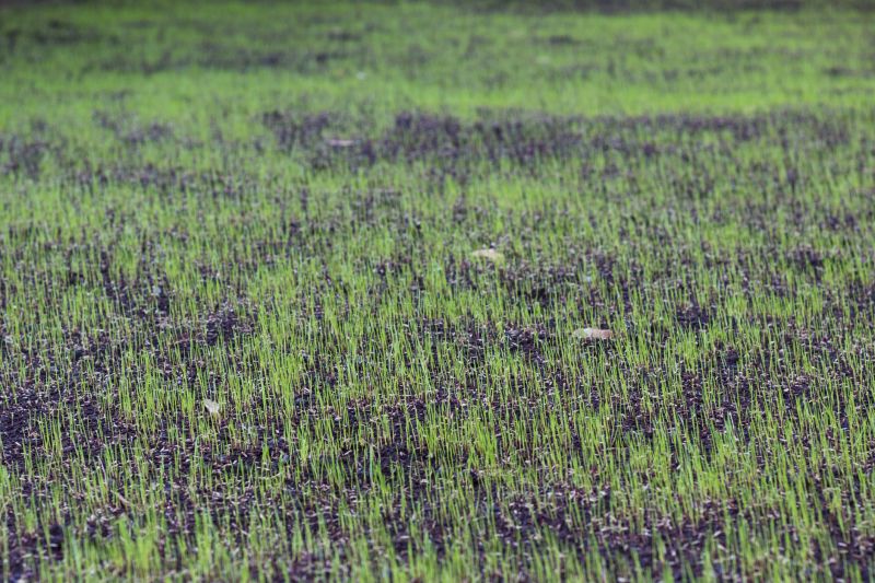 Close-up of Healthy Grass Blades