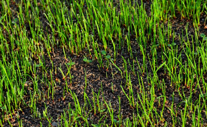 Lawn in Different Seasons