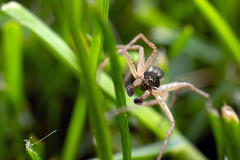 Sunlight Requirements