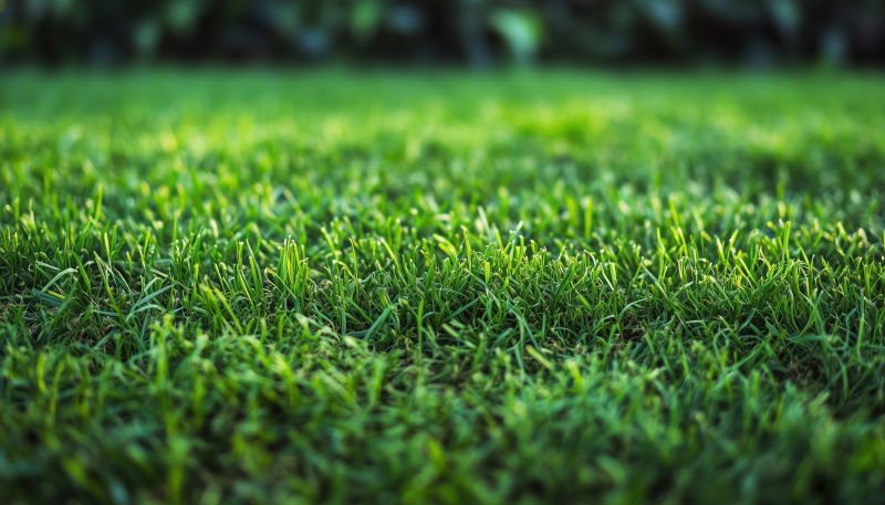 Fescue Sod Installation in Honolulu, HI